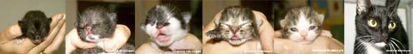 Kittens die bij ons met hun moeder zijn opgegroeid in de praktijk